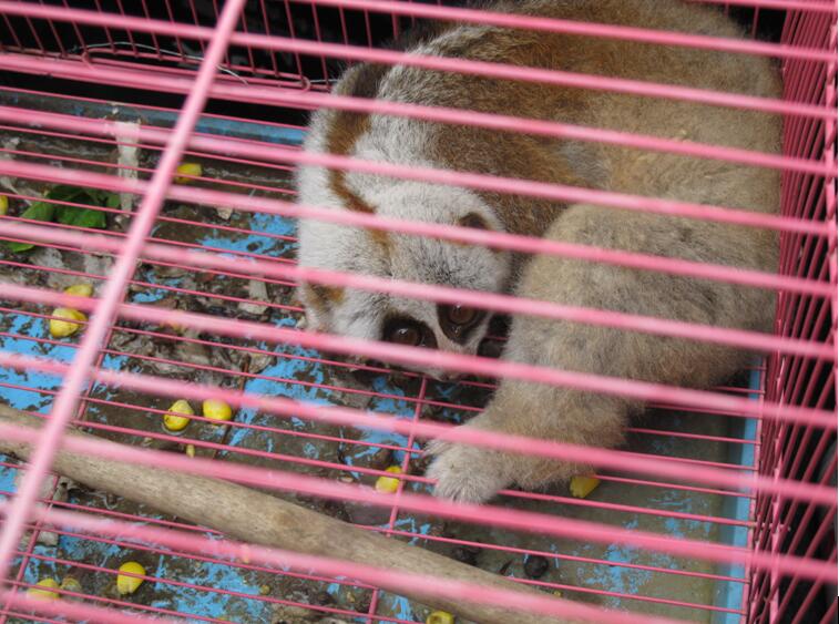 国家一级保护动物蜂猴工地巡视时获救