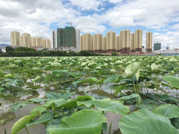 荷香送涟漪——城乡投公司玉溪万和生态城彰显设计品质
