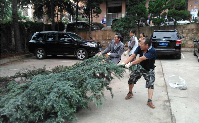 安二司机关大楼绿化带旧貌变新颜
