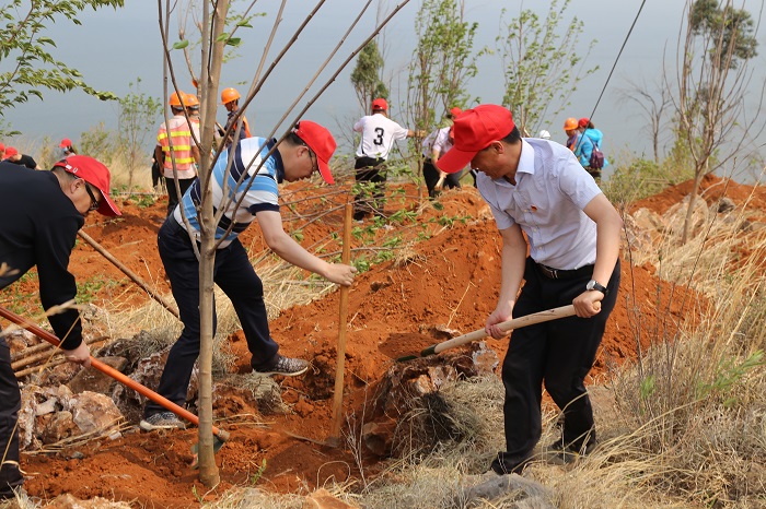 二公司在阳宗海明湖湾片区种下236棵树
