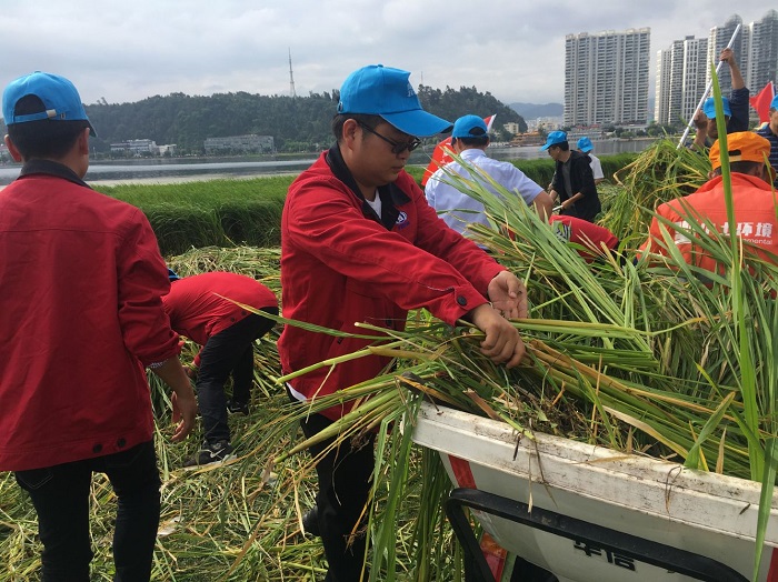 路桥部大理片区干部职工积极参与大理州“三清洁活动”