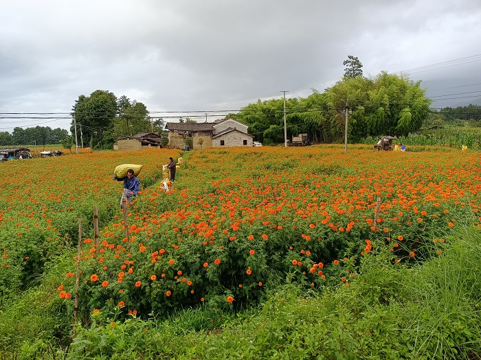 四公司腾冲村组道路项目：3月种花，5月修路，8月看花红