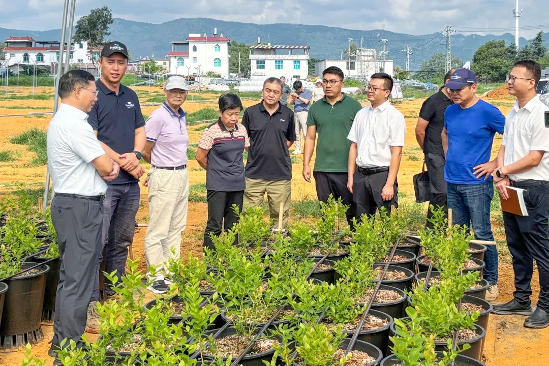 红河州人大常委会调研组调研集团红河片区项目